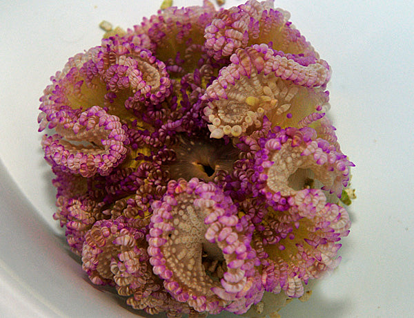 Heteractis aurora (Purple)