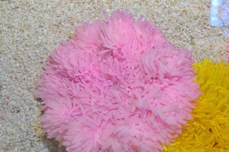 Heteractis crispa (Pink)