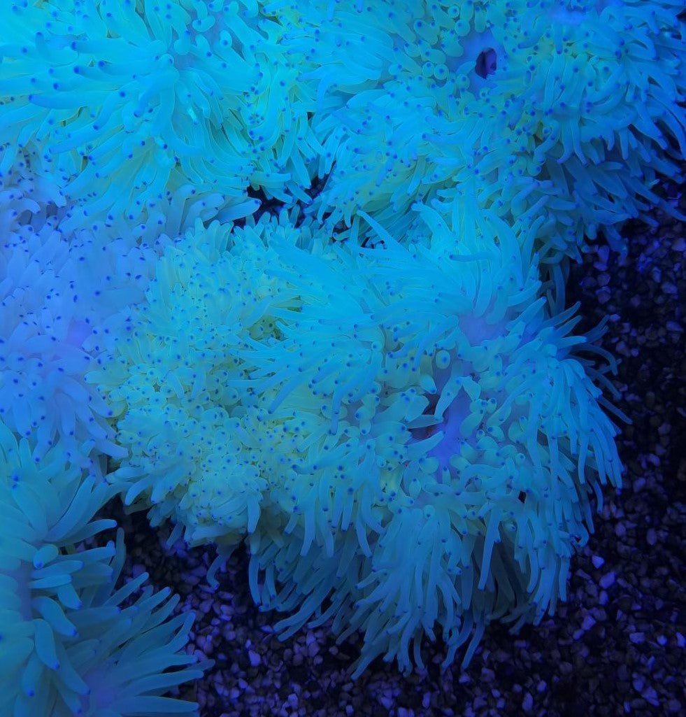 Heteractis crispa (Yellow)