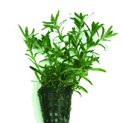 Heteranthera zosteraefolia in pot #