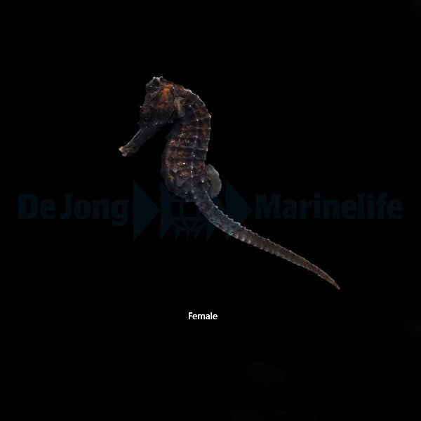 Hippocampus reidi - DJM Bred