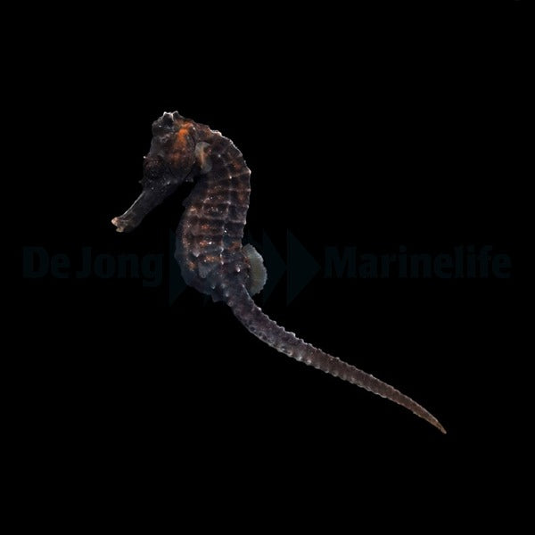 Hippocampus reidi - DJM Bred