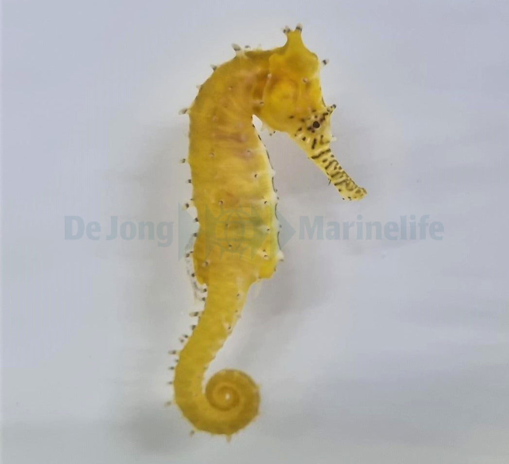 Hippocampus barbouri - T.B.