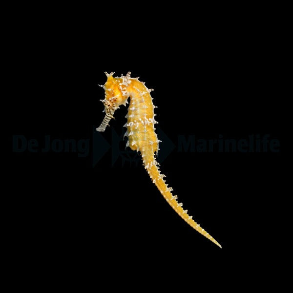 Hippocampus barbouri - DJM Bred