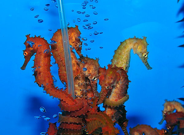 Hippocampus barbouri (Orange) - T.B.