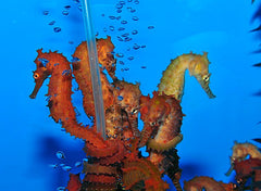 Hippocampus barbouri (Orange) - T.B.