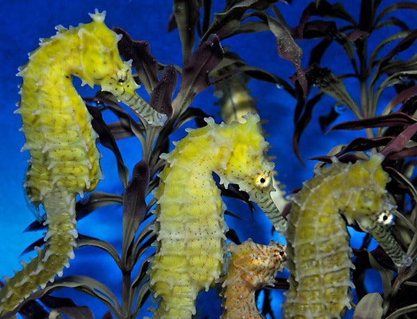 Hippocampus barbouri - DJM Bred
