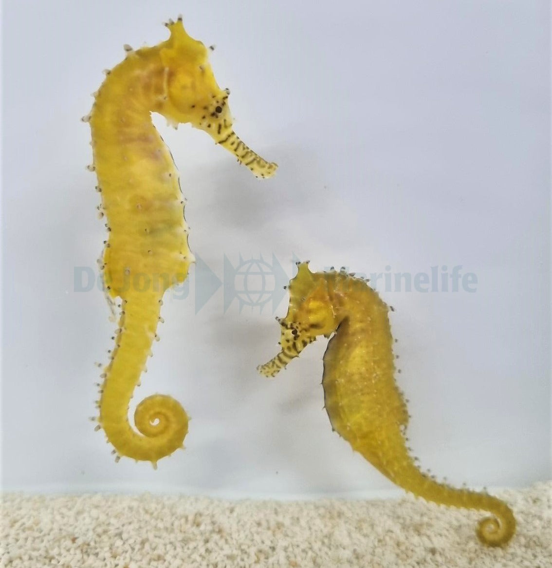 Hippocampus barbouri - DJM Bred