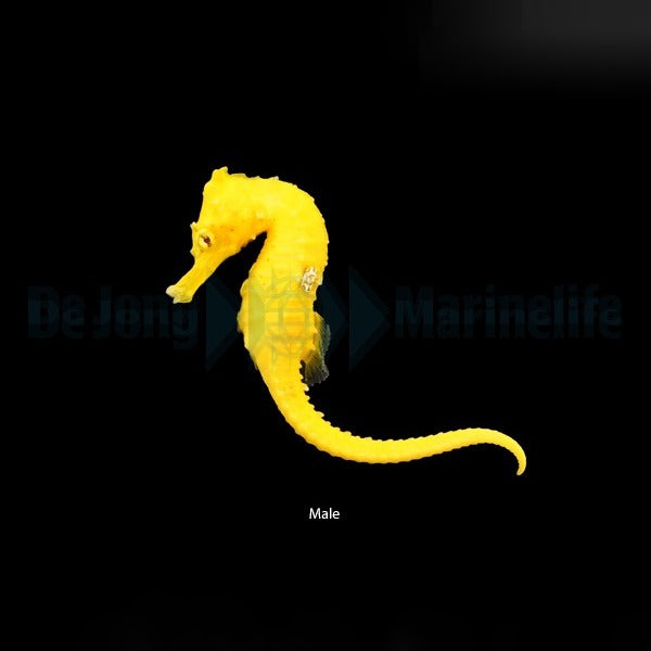 Hippocampus erectus (Bright Yellow) - DJM Bred