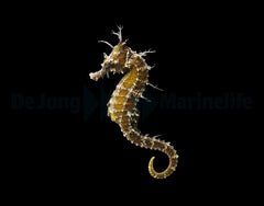 Hippocampus erectus - DJM Bred