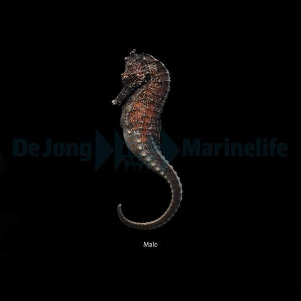 Hippocampus kuda - T.B.