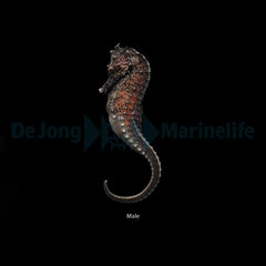 Hippocampus kuda - T.B.