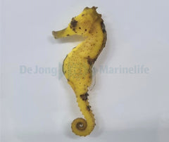 Hippocampus kuda (Yellow) - T.B.