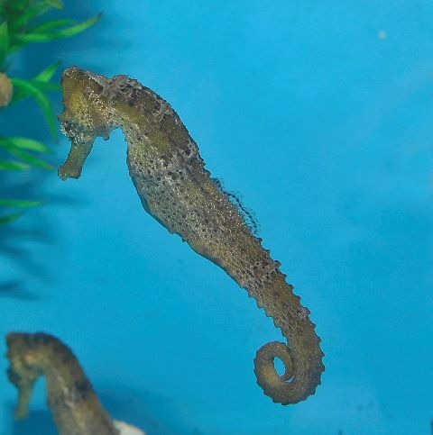 Hippocampus reidi (Yellowish) - T.B.
