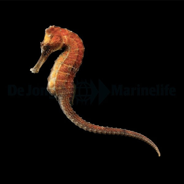 Hippocampus reidi (Orangish) - T.B.
