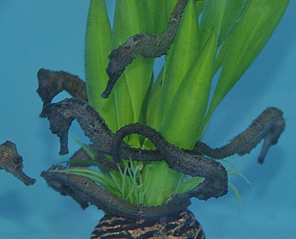 Hippocampus reidi - T.B.