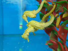 Hippocampus reidi (Yellow) - T.B.