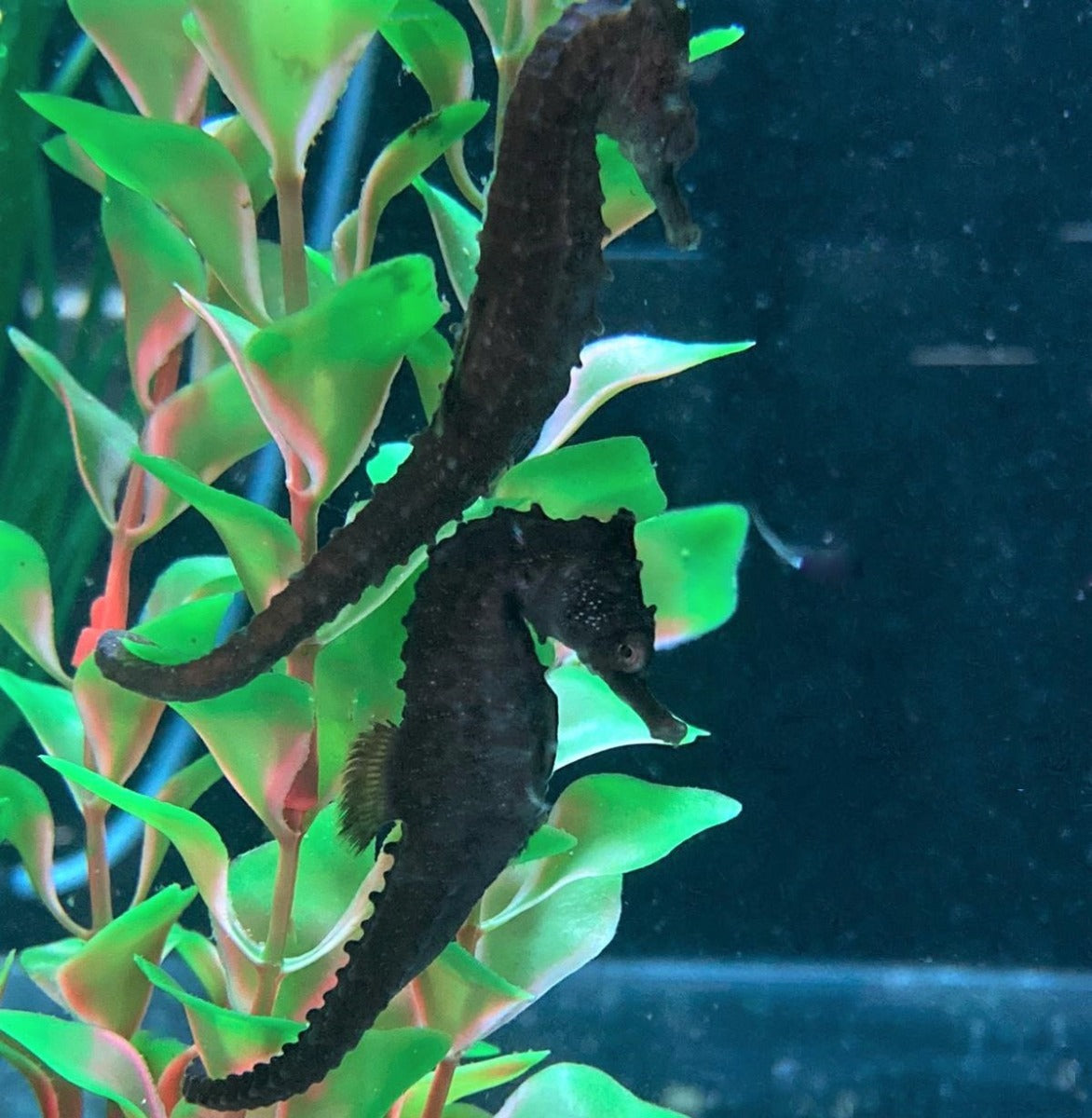 Hippocampus whitei - T.B.