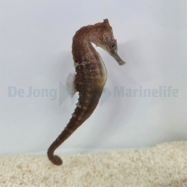 Hippocampus whitei - T.B.