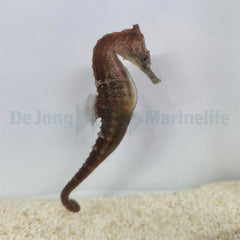 Hippocampus whitei - T.B.