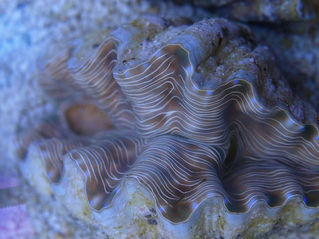 Hippopus hippopus (4-5cm)