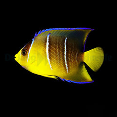 Holacanthus bermudensis