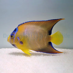 Holacanthus ciliaris