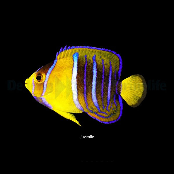 Holacanthus passer
