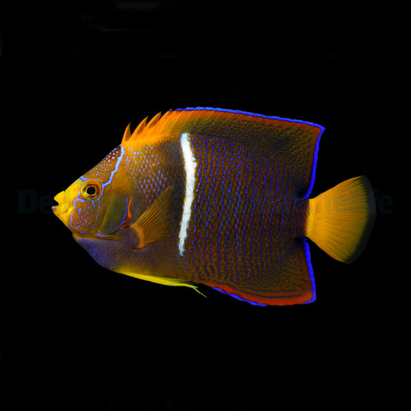Holacanthus passer