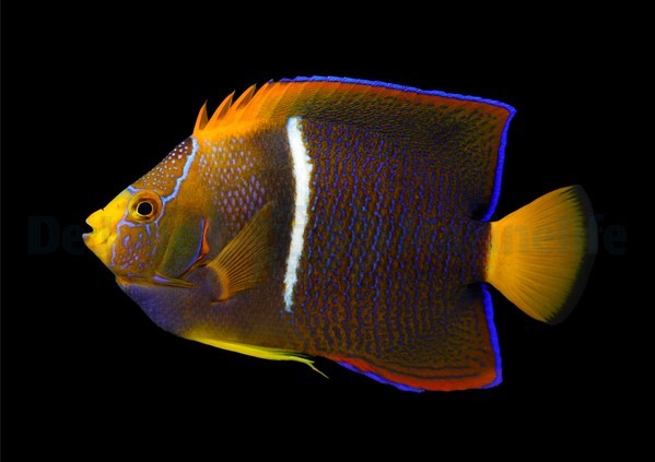 Holacanthus passer