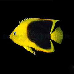 Holacanthus tricolor