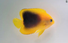Holacanthus tricolor