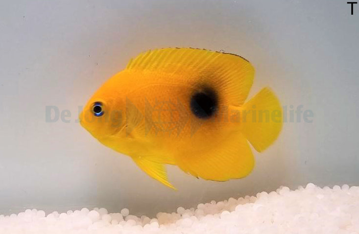 Holacanthus tricolor