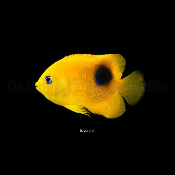 Holacanthus tricolor