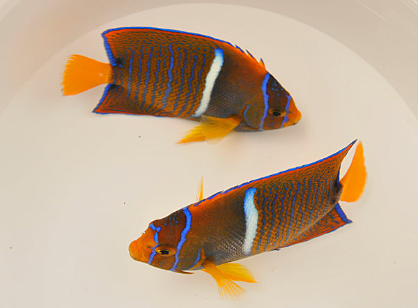 Holacanthus passer
