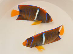 Holacanthus passer