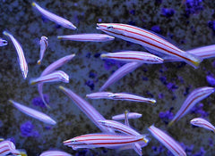 Hologymnosus doliatus