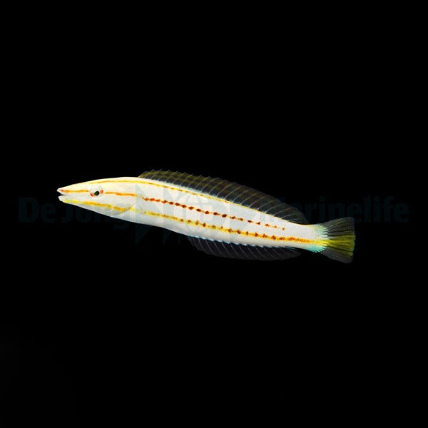 Hologymnosus doliatus