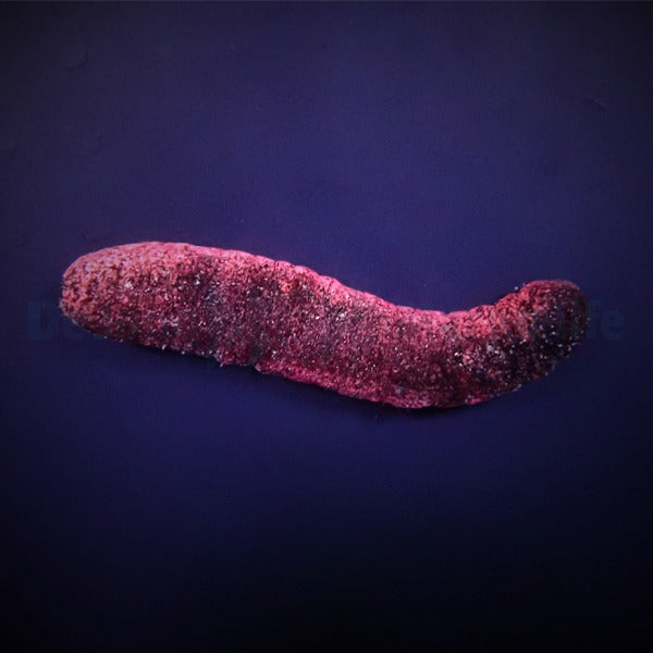Holothuria edulis
