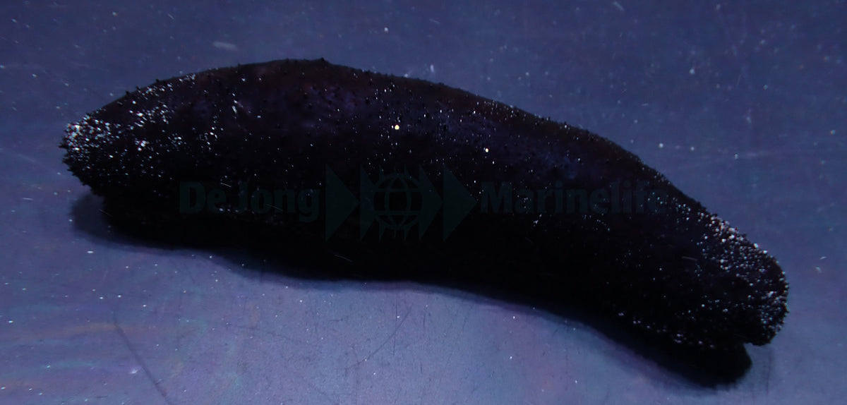 Holothuria (Halodeima) atra
