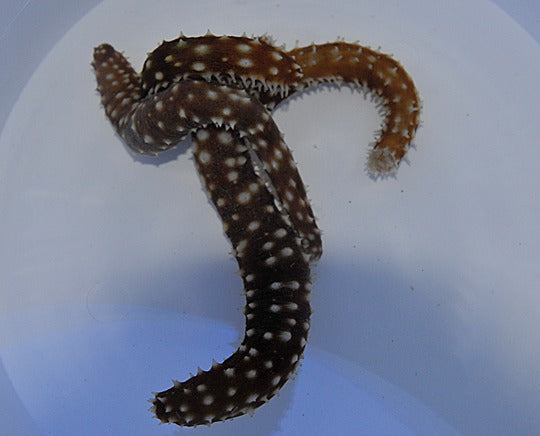 Holothuria (Mertensiothuria) hilla