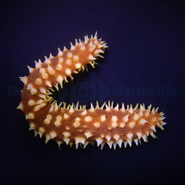 Holothuria (Mertensiothuria) hilla