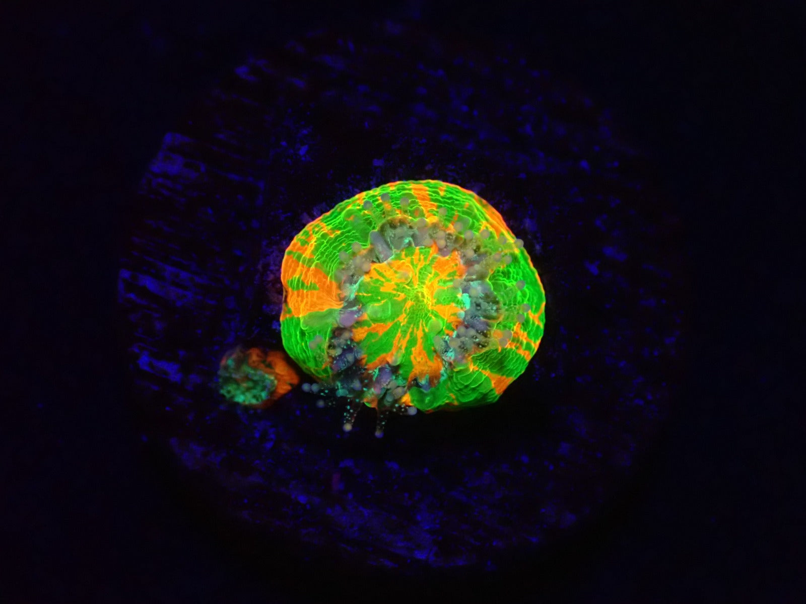 Scolymia australis (Bleeding Apple) (Captive Spawned)
