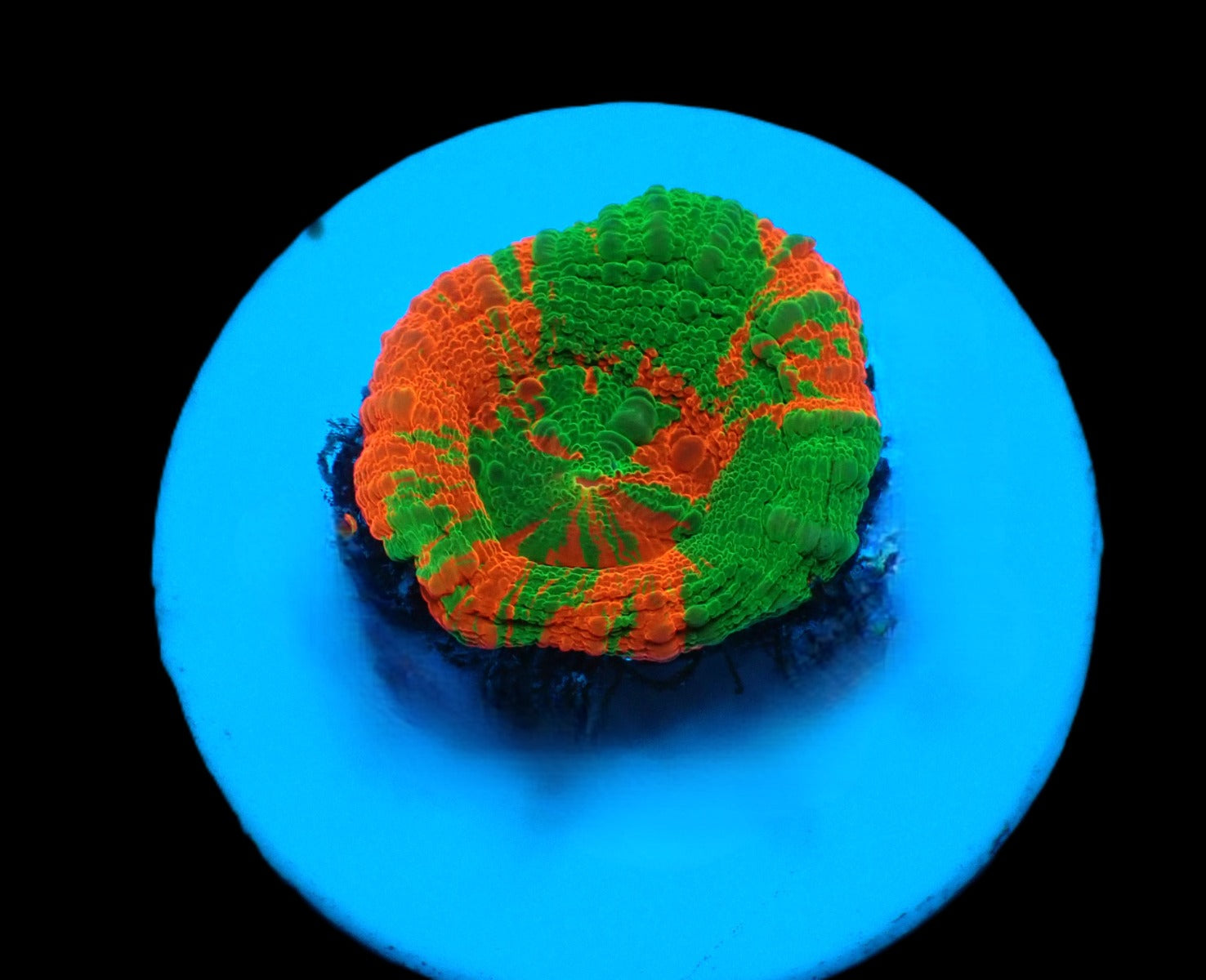 Scolymia australis (Bleeding Apple) (frag)