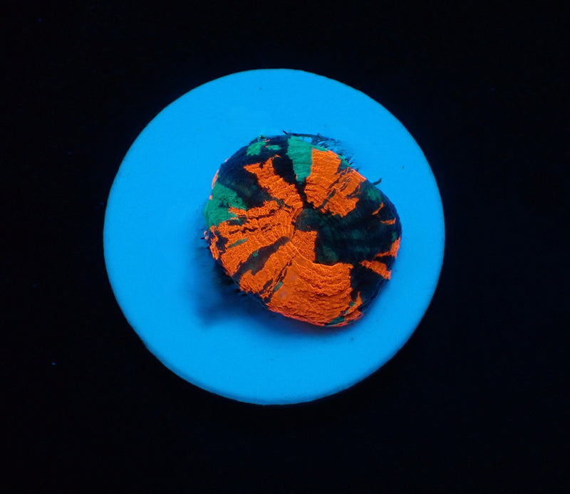 Scolymia australis (War Paint) (frag)