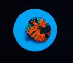 Scolymia australis (War Paint) (frag)