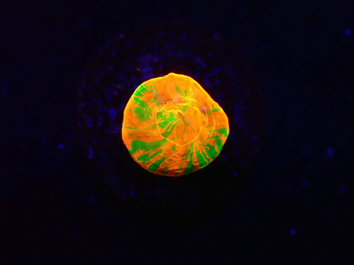 Scolymia australis (Rev.Bleeding Apple) (Captive Spawned)