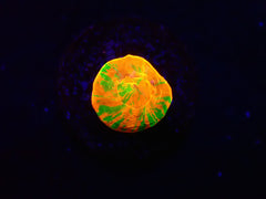 Scolymia australis (Rev.Bleeding Apple) (Captive Spawned)