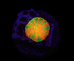 Scolymia australis (Rev.Bleeding Apple) (Captive Spawned)