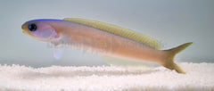 Hoplolatilus cuniculus